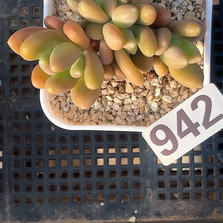 静****多肉植物一物一拍