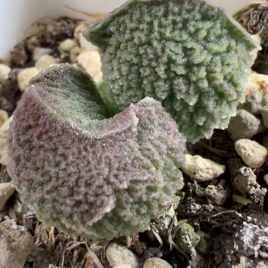 实生新品多肉植物水泡多肉植物