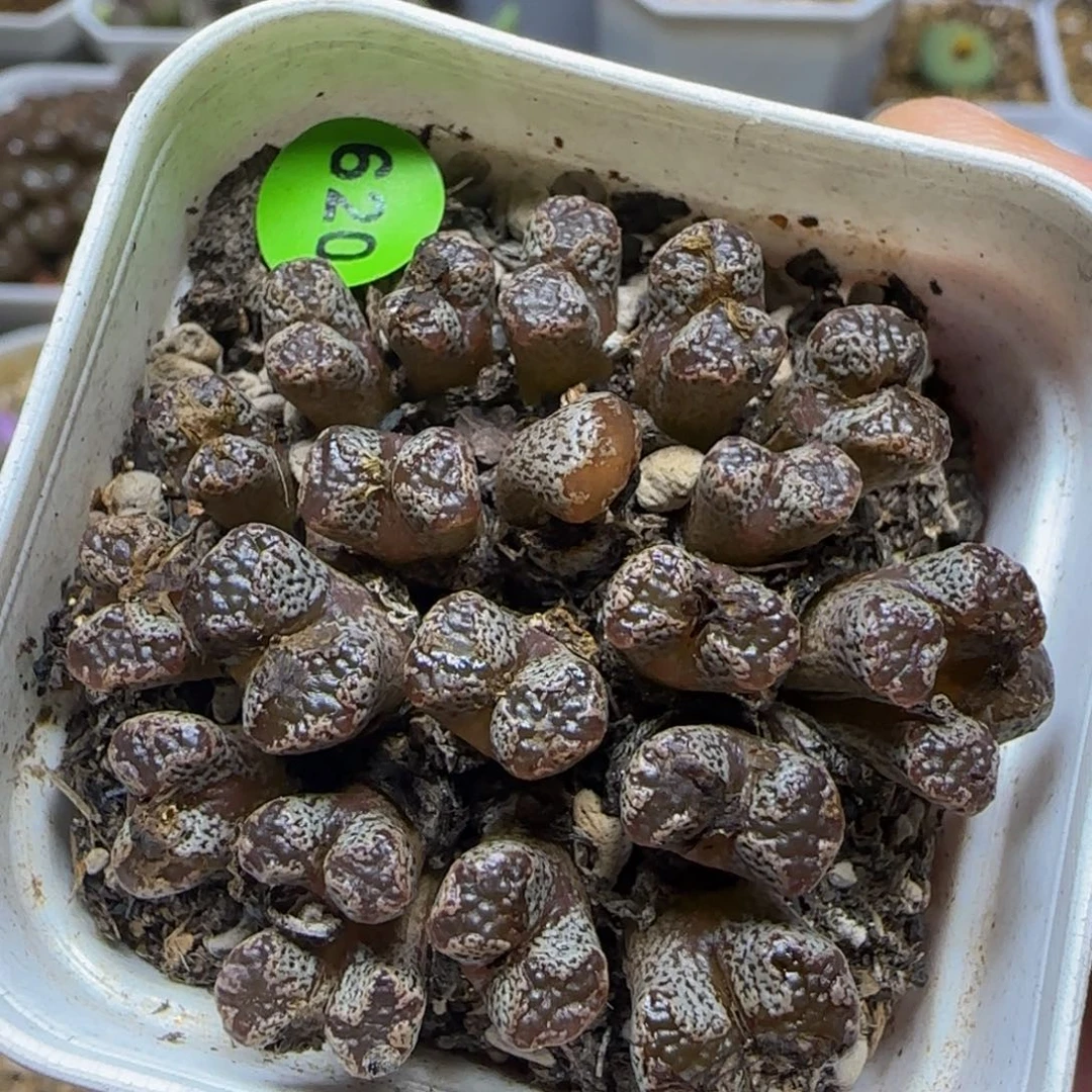 鱼子酱勋章多肉植物620
