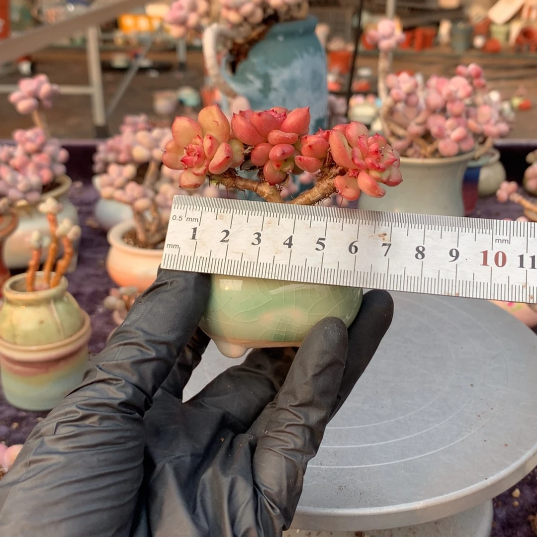 第***子30号苹果花带盆偏远地区不包邮的