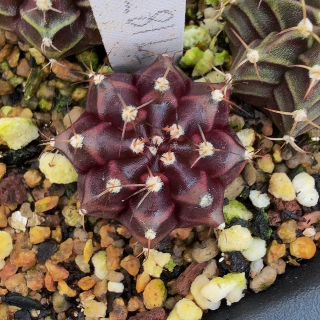 当前无花朵，栽培后可花朵