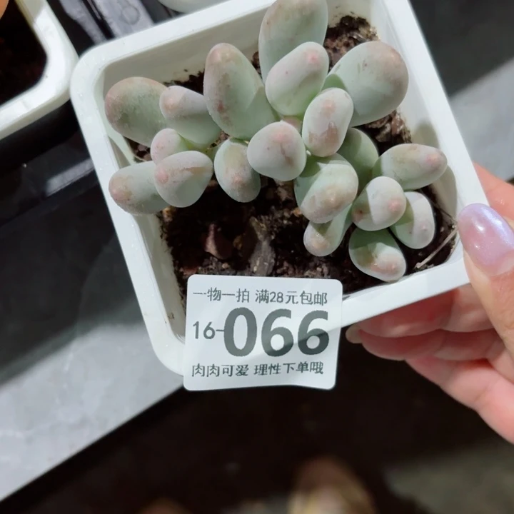 米可奶多肉无盆土发货多肉多