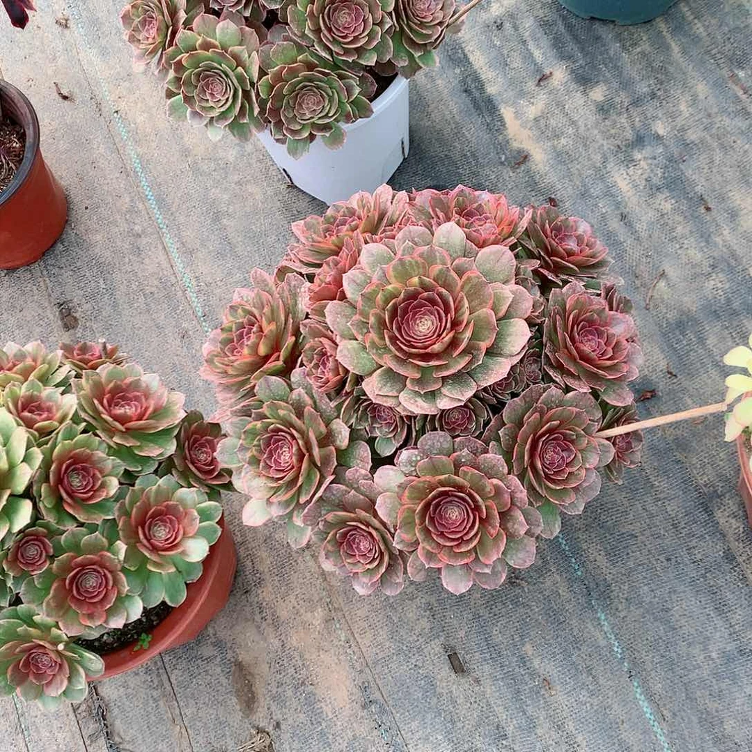 【闪购商品】我***海半夏，多肉