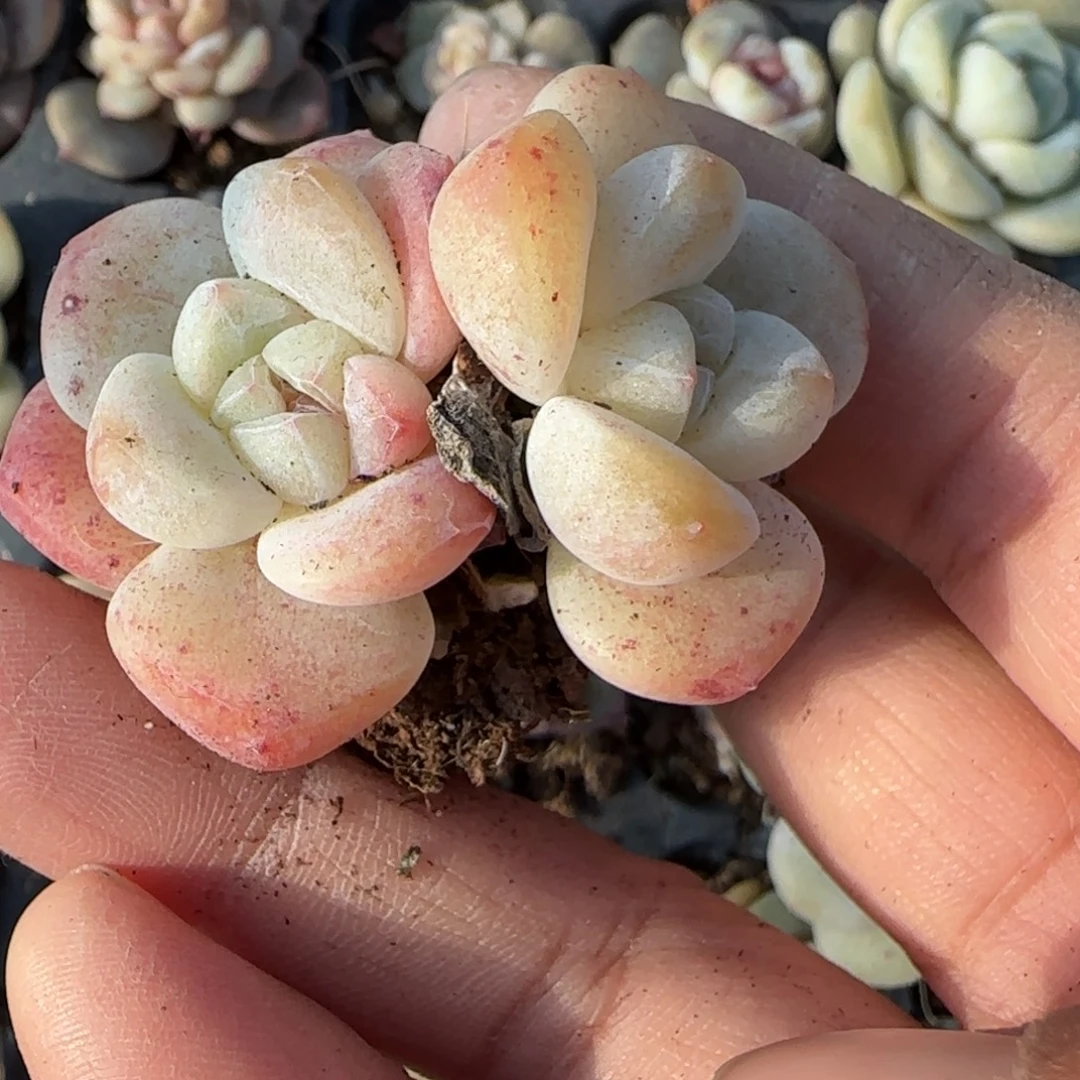 多肉小卡拉米糖心一物一拍