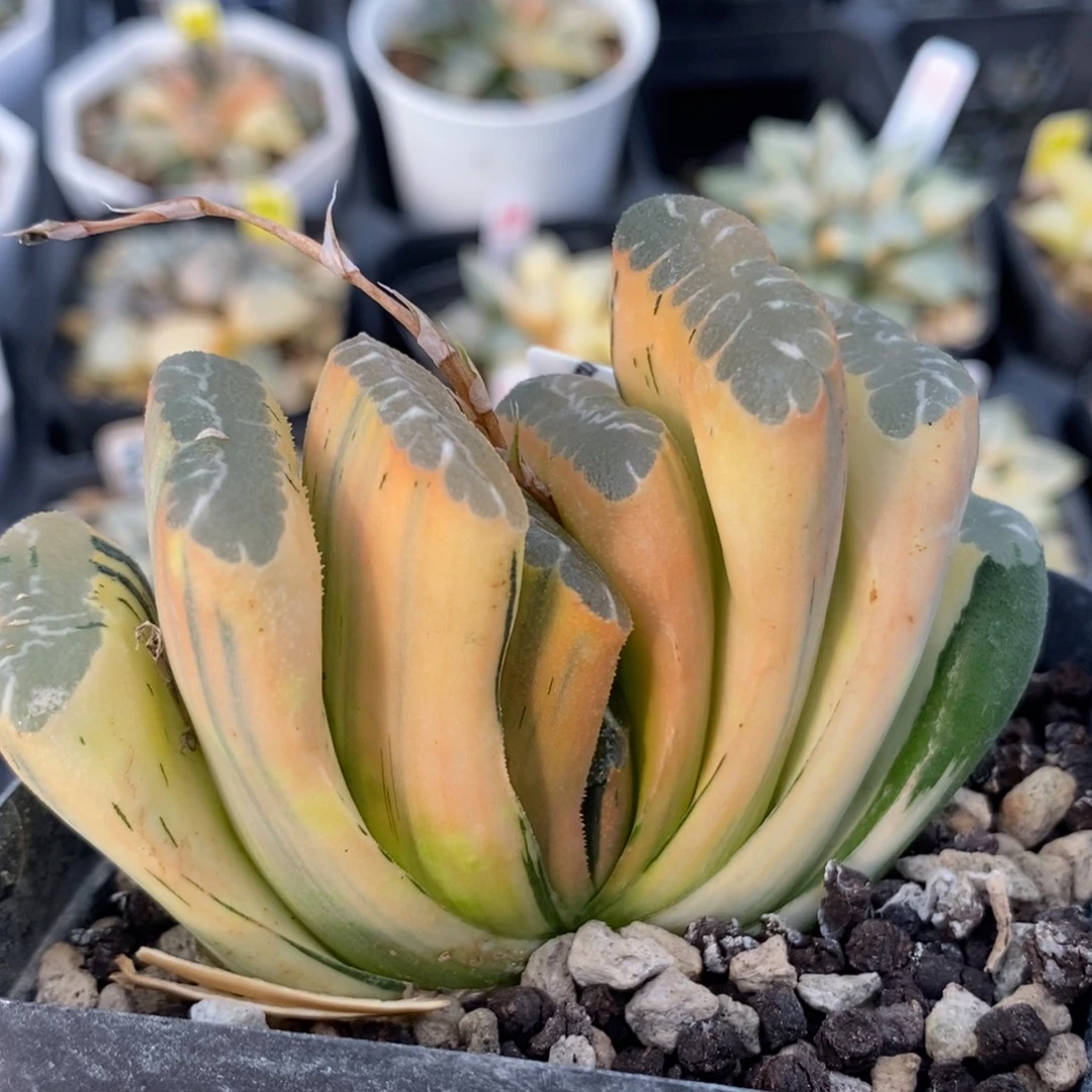 6糊斑赤斑玉扇锦，，，