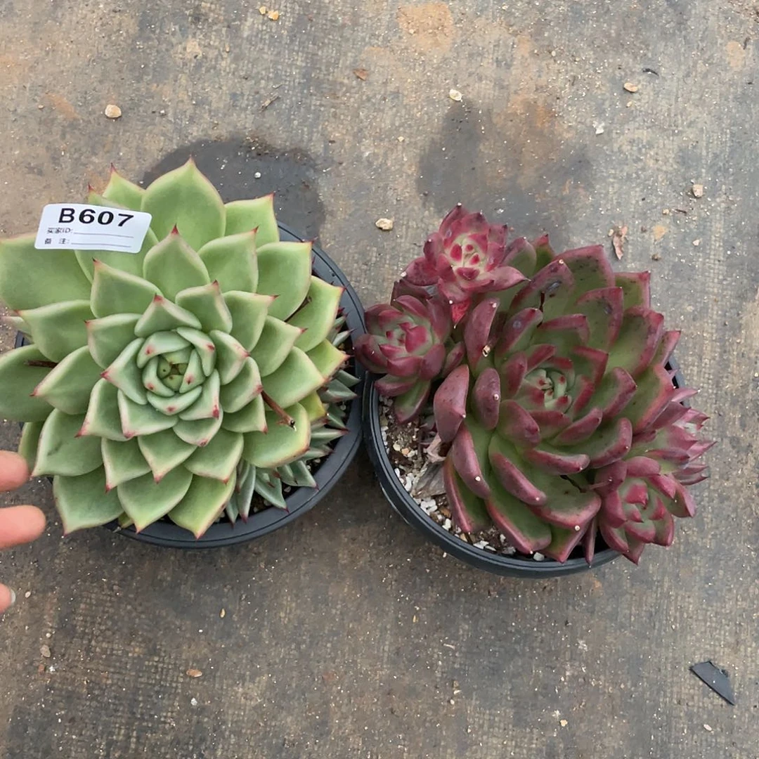 若如东云组拍B607