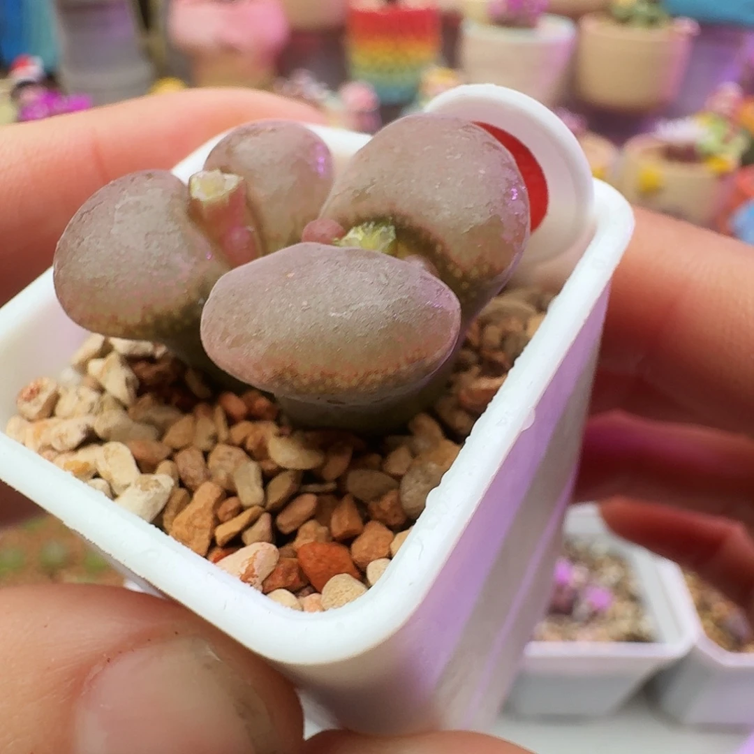 多肉植物日本原株红风铃潜力股7
