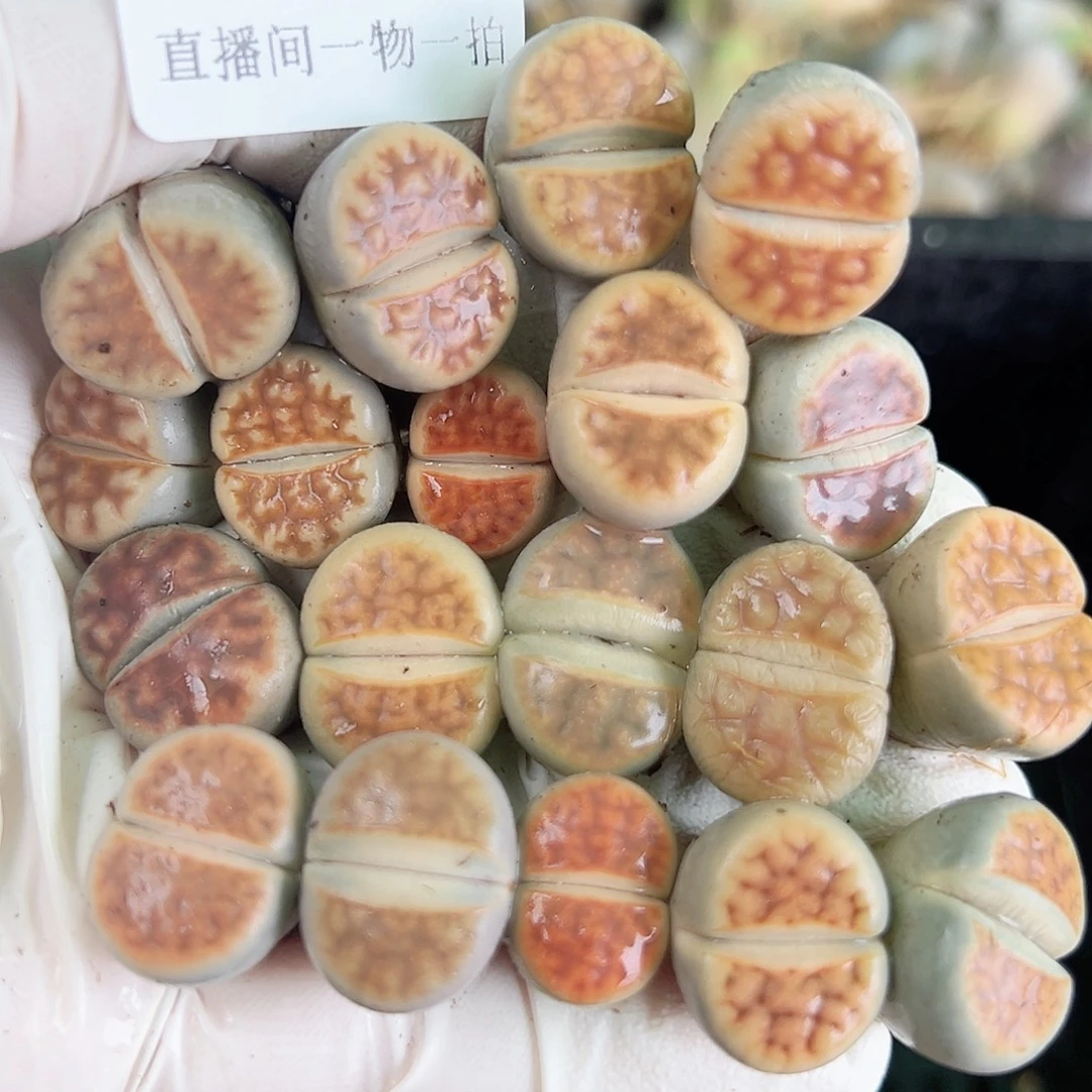 8735 好养易活生石花大母本19个1.5cm左右