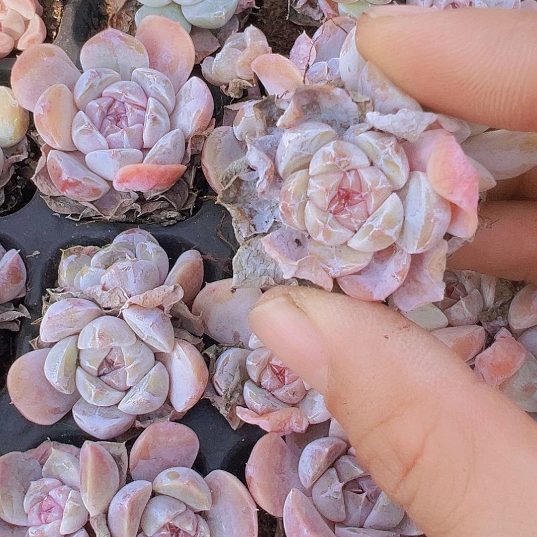 雪兔苗5颗多肉植物