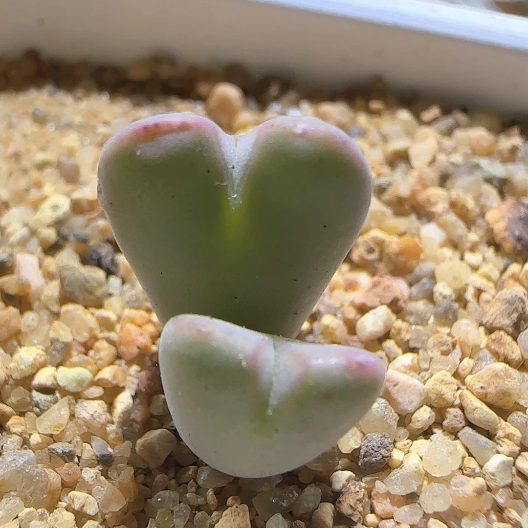 杂交。          57893