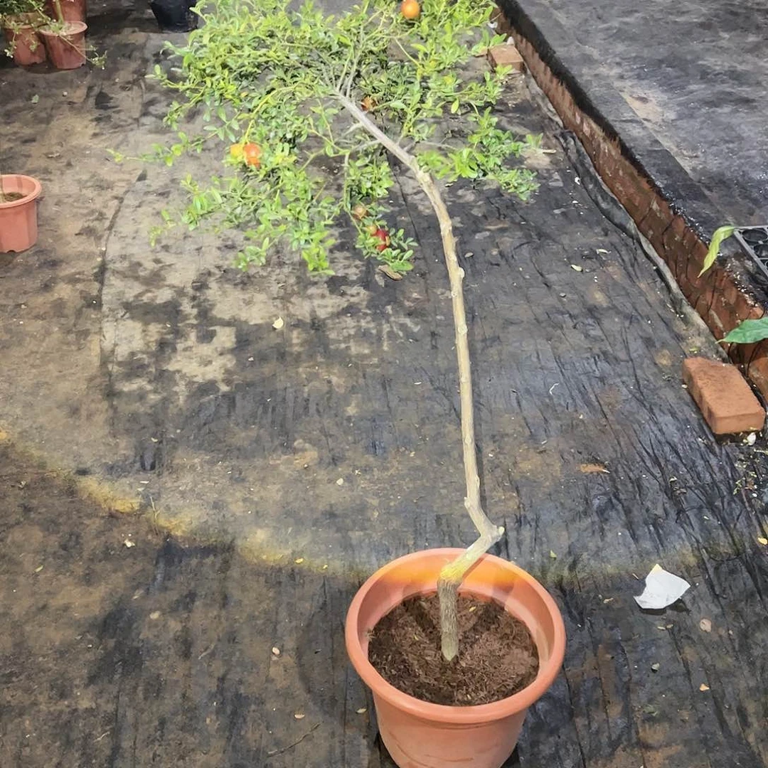 绿植盆栽植物花卉