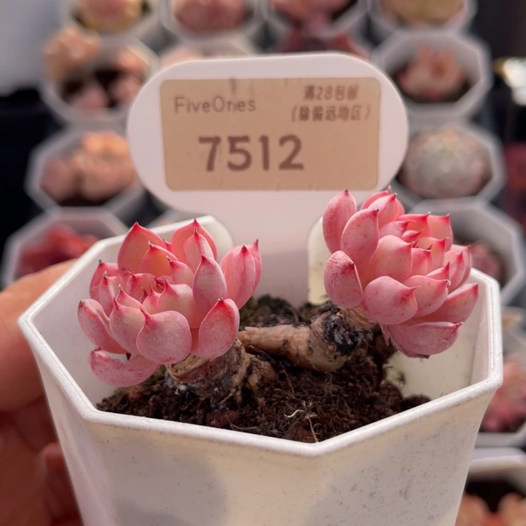 白姬莲7512-5.5厘米