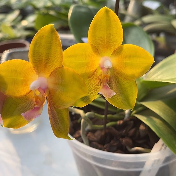 完全开放4.5寸杯沃野荧花2256