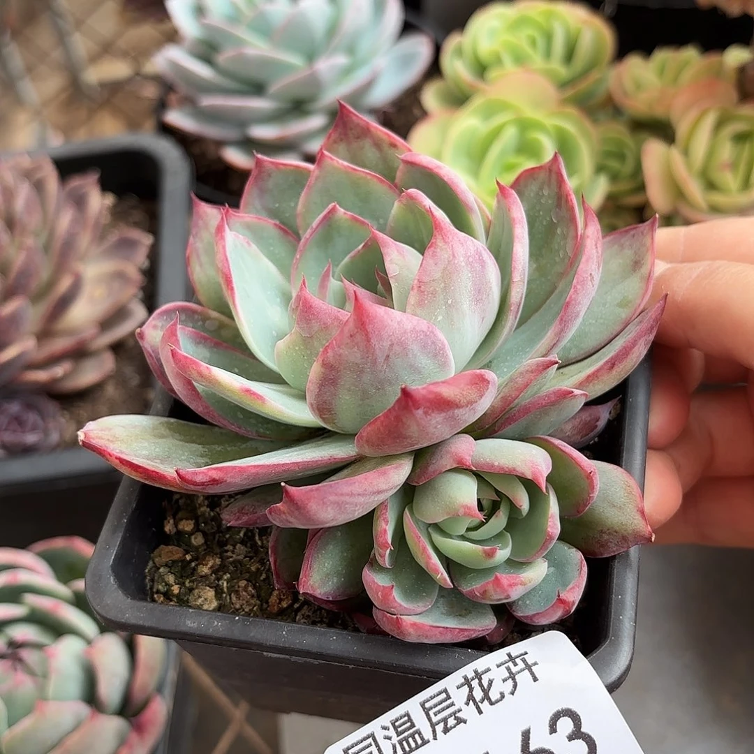 同温层多肉惊鸿163