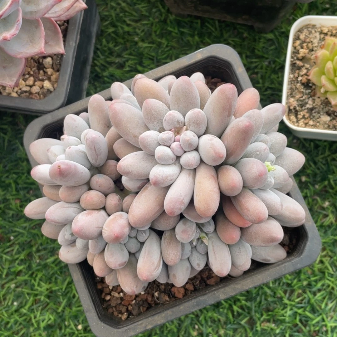 汤圆冠幅15公分一物一拍