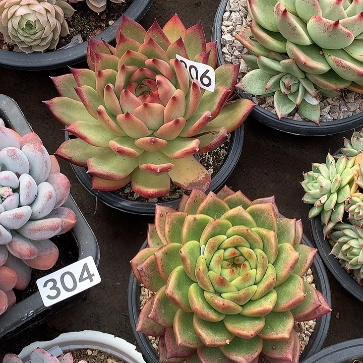 306弗兰克 一物一拍多肉