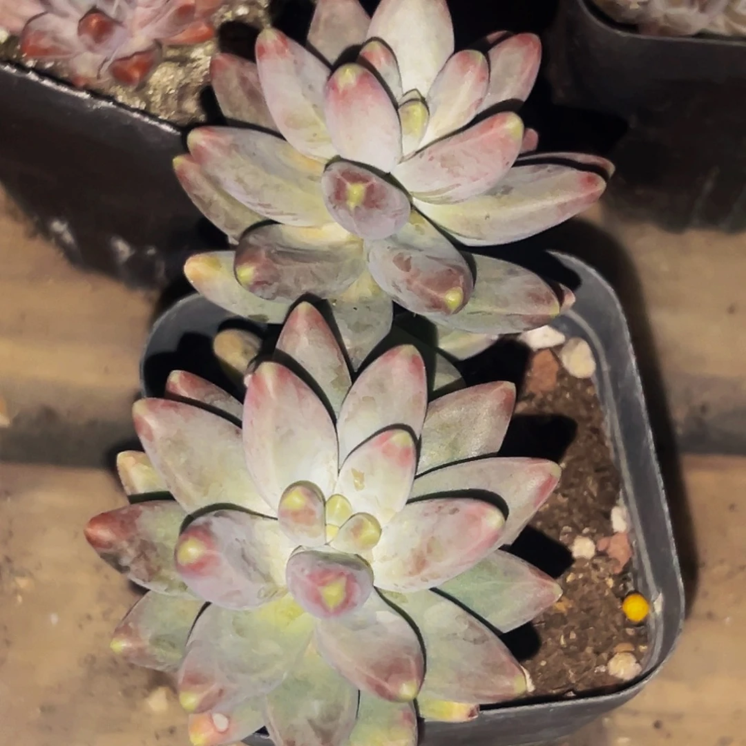 桔云多肉美人精品系列