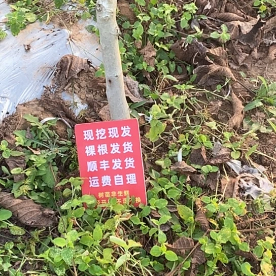 恒***杰吊坠文玩核桃白狮
