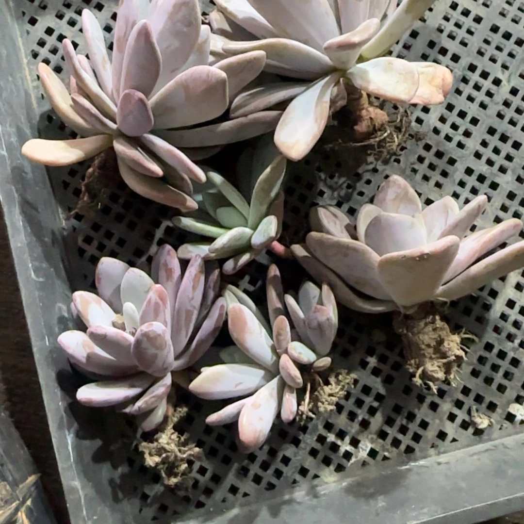 5颗包邮的话就可以了吗我