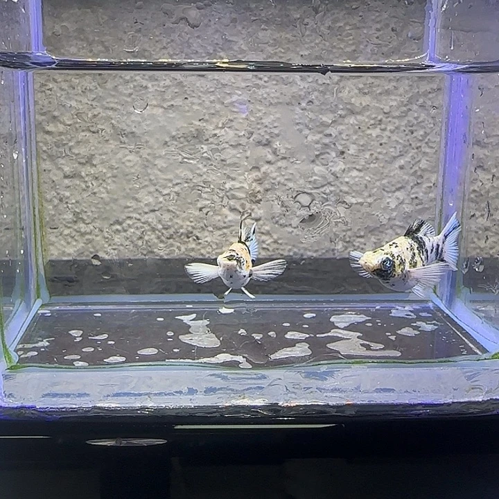 孔雀鱼红头玛丽苗。一对。88号