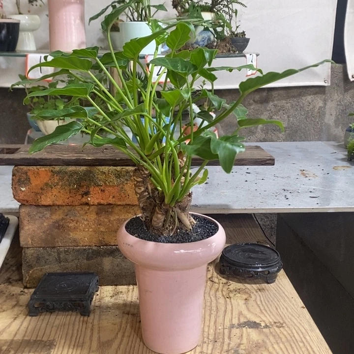 完全开放洗*一物一拍所见即所得2