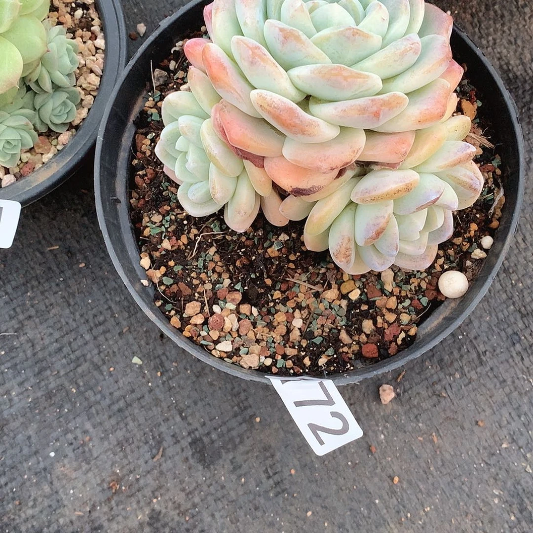 172 一物一拍多肉