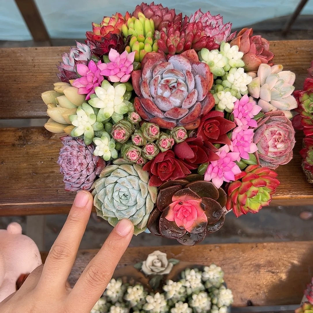 韩式花园组合花园