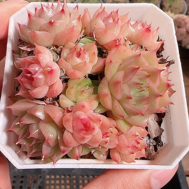 1117-------134麦秆