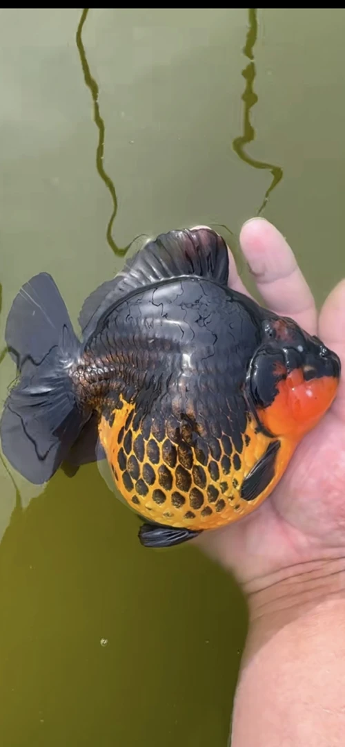 将军短尾狮完整开箱视频售后