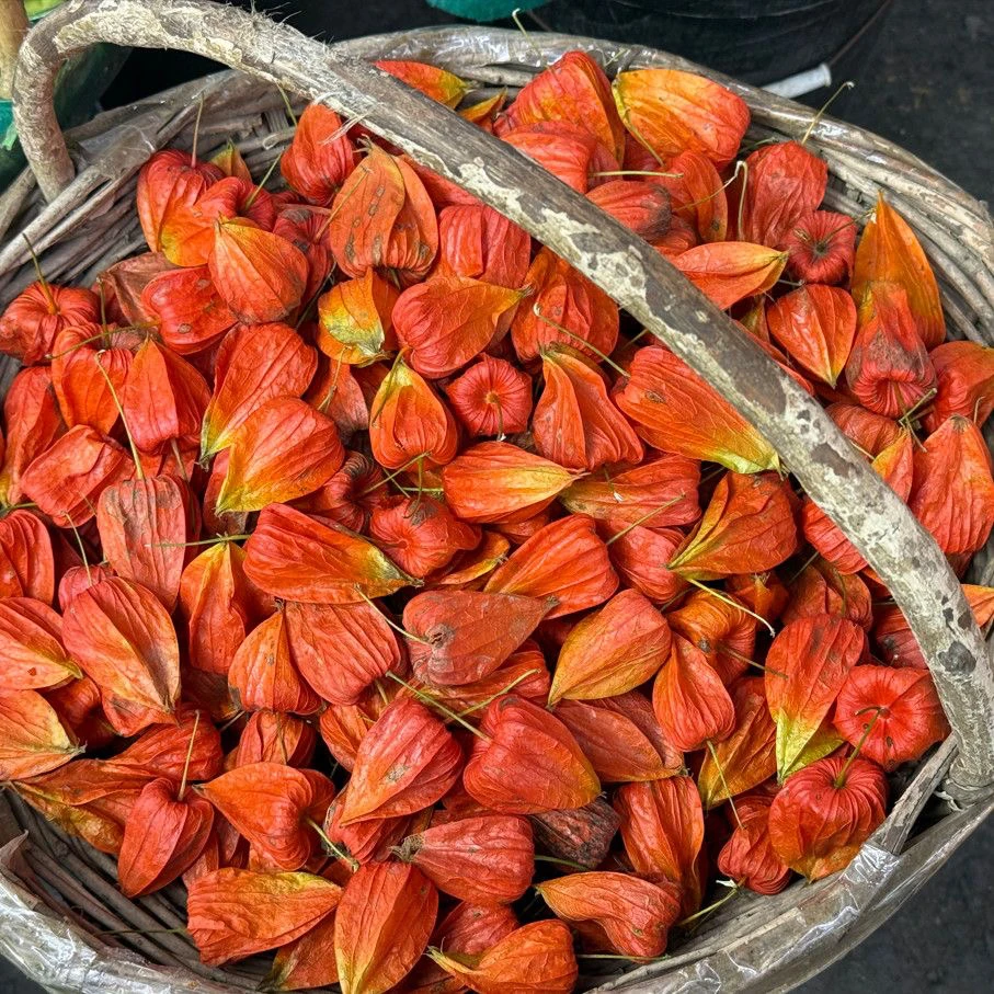 红姑娘霜打豆软酸甜苦带斑，