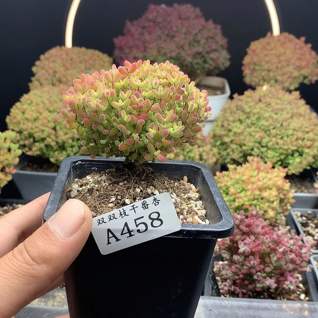 458蜜橘。