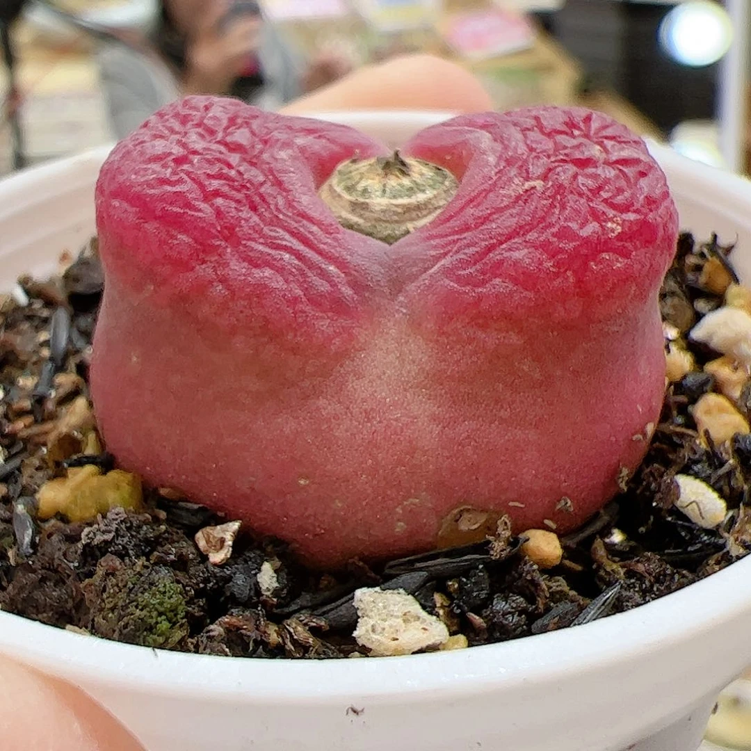 【闪购商品】46 带盆