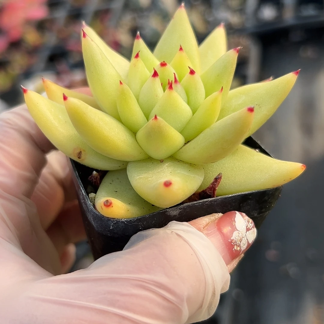 多肉植物虎鲸单头