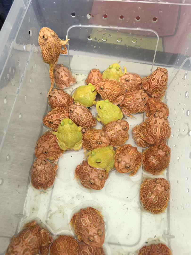 南美角蛙特价特价特价