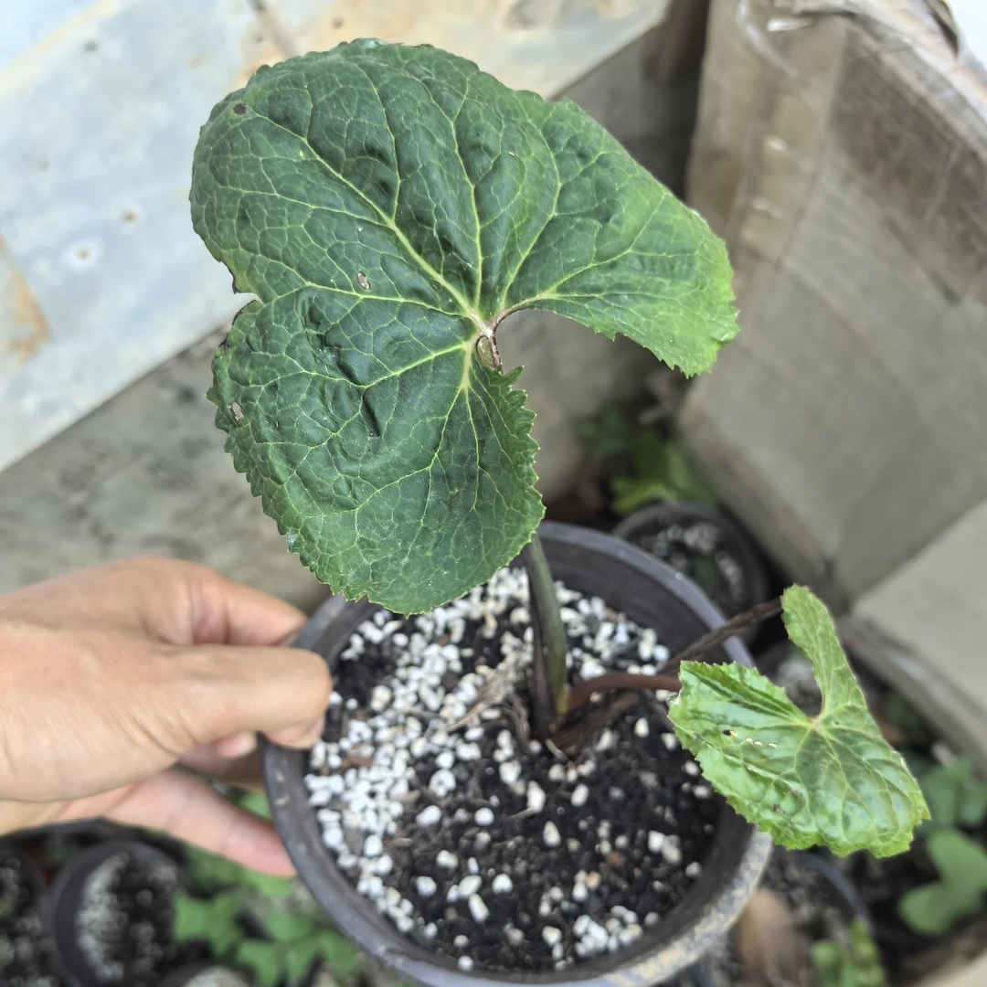 云南马蹄当归种苗1株大马蹄香野金瓜莲四季可种