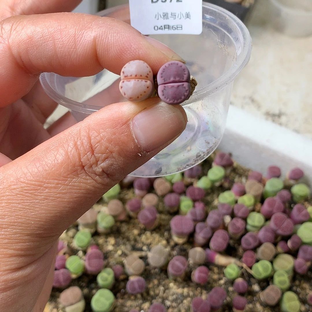 D572多肉植物保护研究所