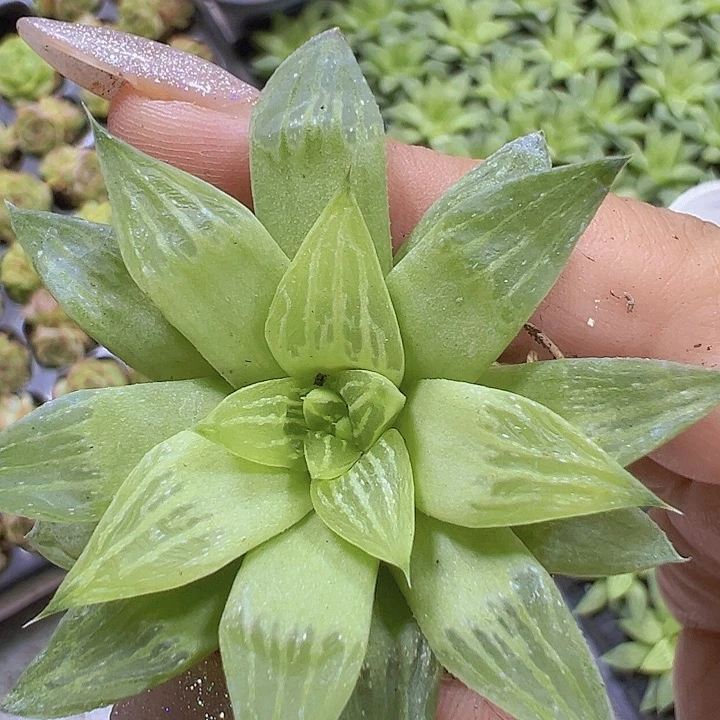 水晶寿3个苗19包邮送