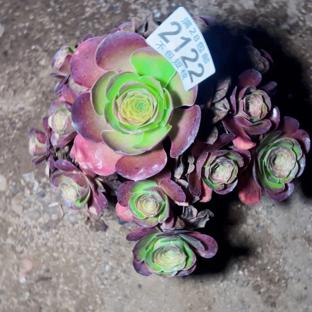 玫瑰多肉植物法师2122