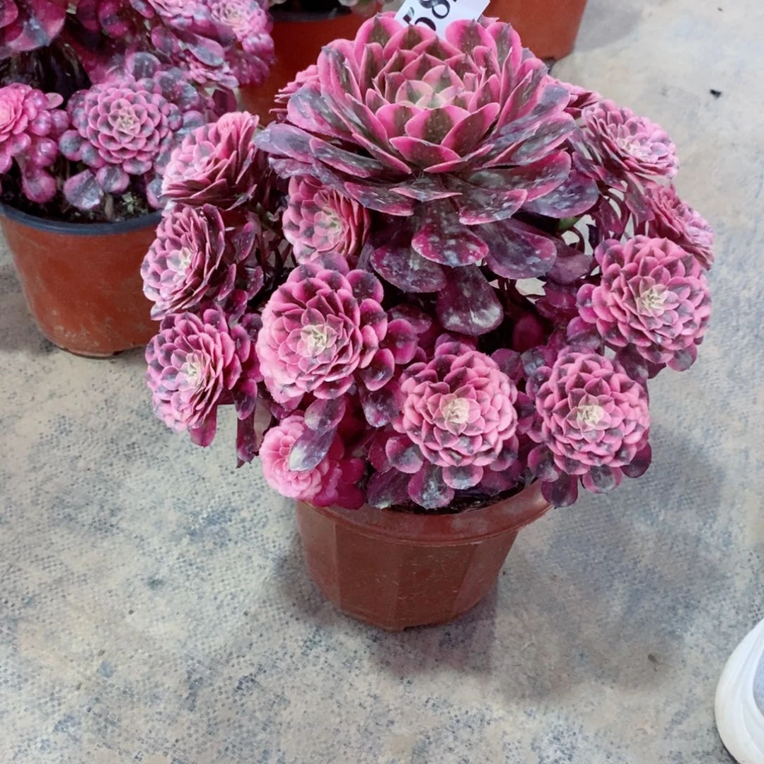 嫩桩红铜白582多肉法师