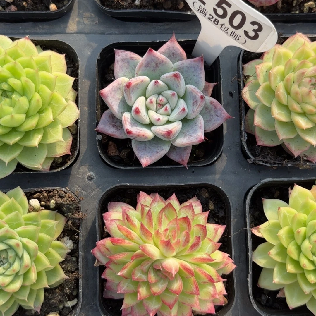 E503婚戒一物语拍