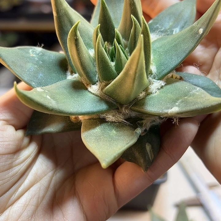苗接细尤龙牙牡丹无根9公分