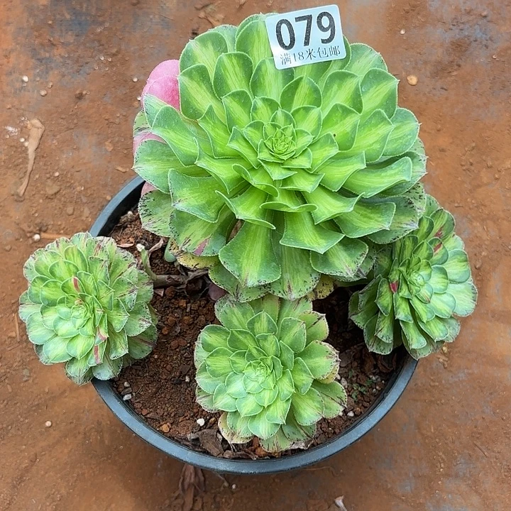 079知否下过侧芽掌心多肉法师锦不包侧枝断枝