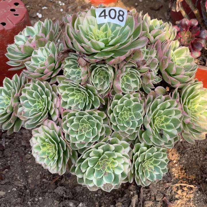 无花朵408多肉葡萄海仙