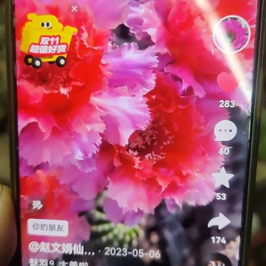 仙人球彩草魅羽侧芽