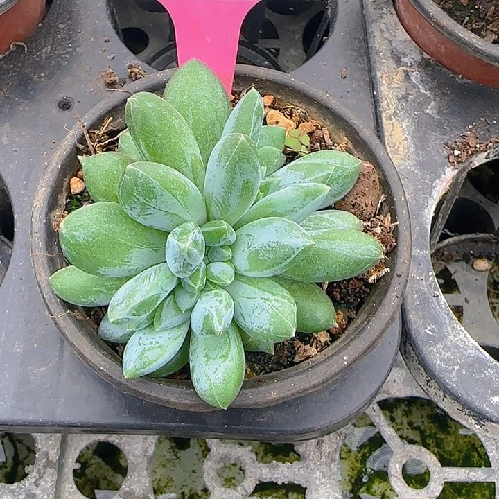 重楼缀化1750多肉植物