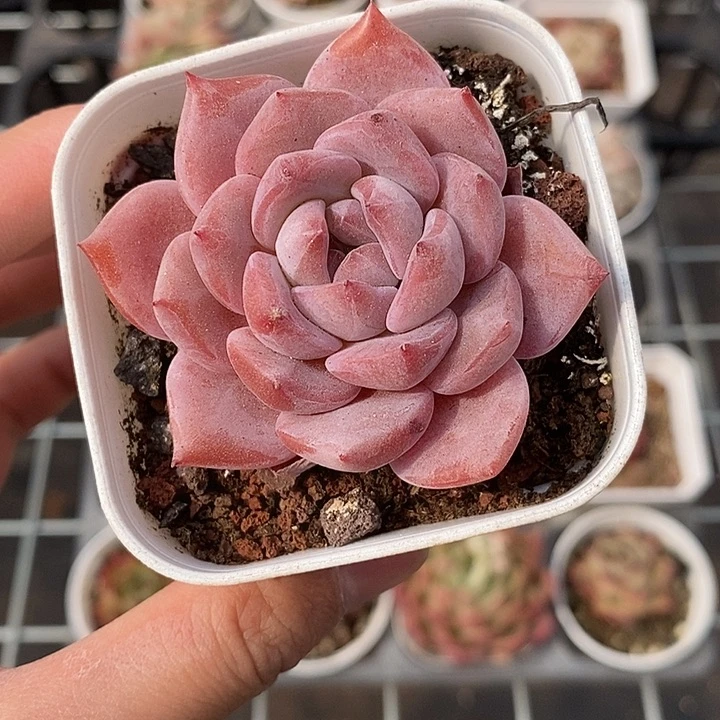 粉色的小可爱啊54