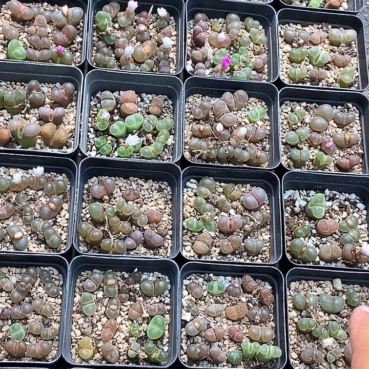 27531编号风铃混一盒