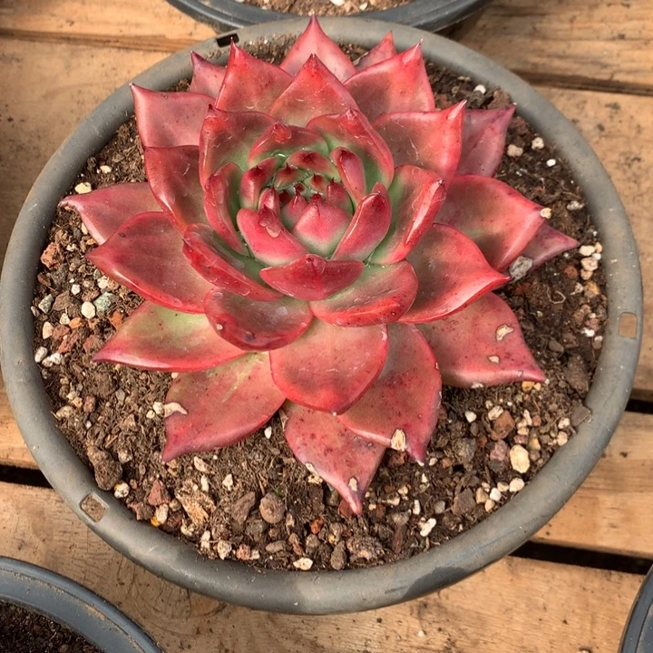 美肉特价活动开始啦