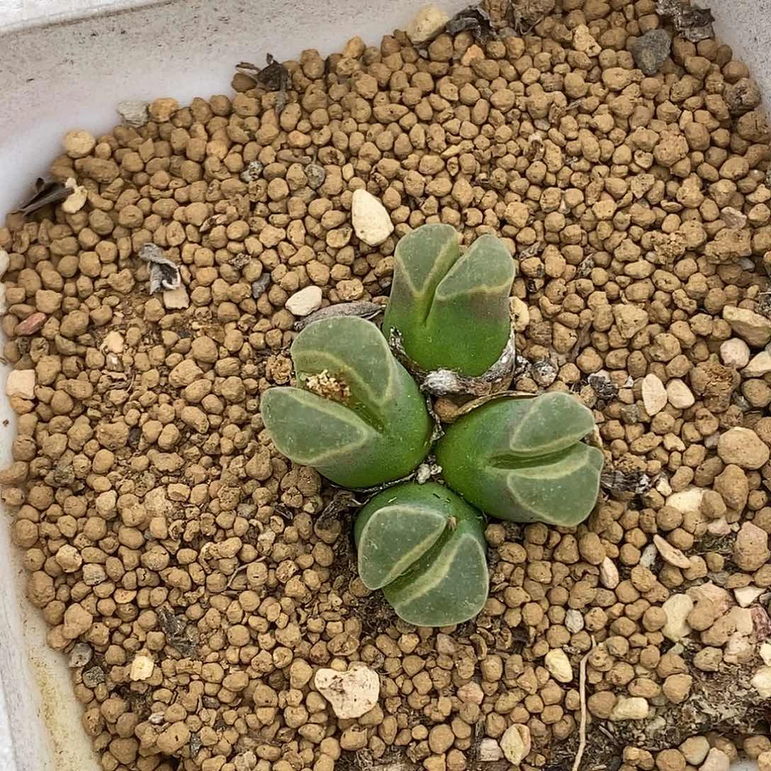 1212-58-漂亮风铃。