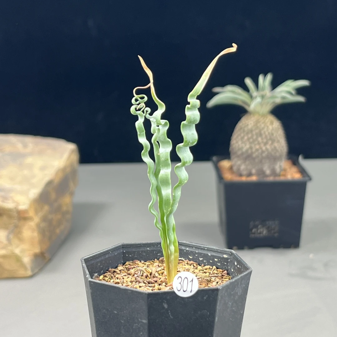 海带弹簧草一物一拍301